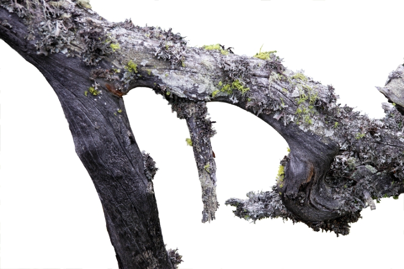 Gnarled trees, Aletsch Switzerland 8.jpg